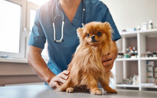 Clinique vétérinaire sur la Rive-Sud de Montréal